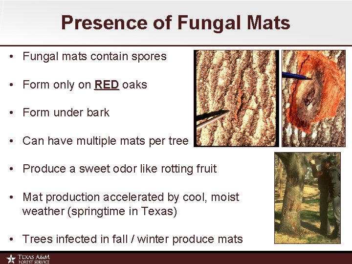 Presence of Fungal Mats • Fungal mats contain spores • Form only on RED