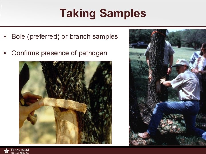 Taking Samples • Bole (preferred) or branch samples • Confirms presence of pathogen 