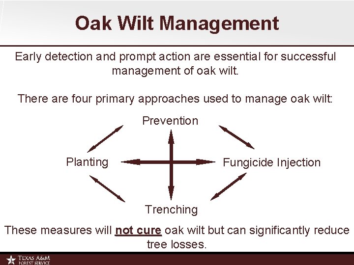 Oak Wilt Management Early detection and prompt action are essential for successful management of