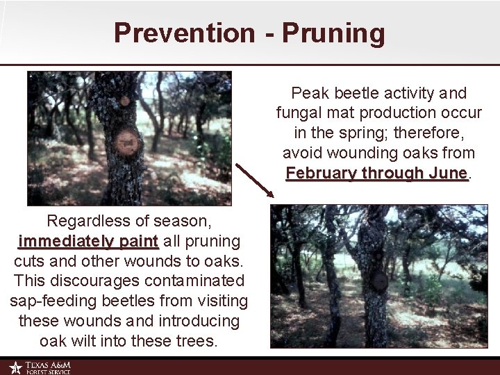Prevention - Pruning Peak beetle activity and fungal mat production occur in the spring;