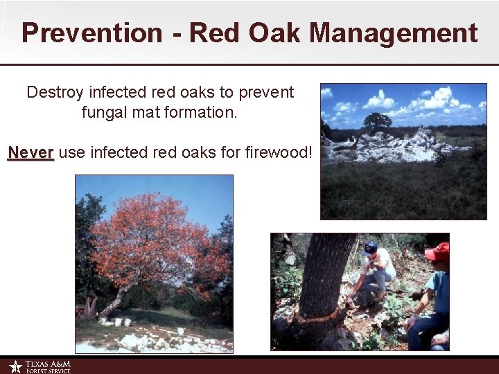 Prevention - Red Oak Management Destroy infected red oaks to prevent fungal mat formation.