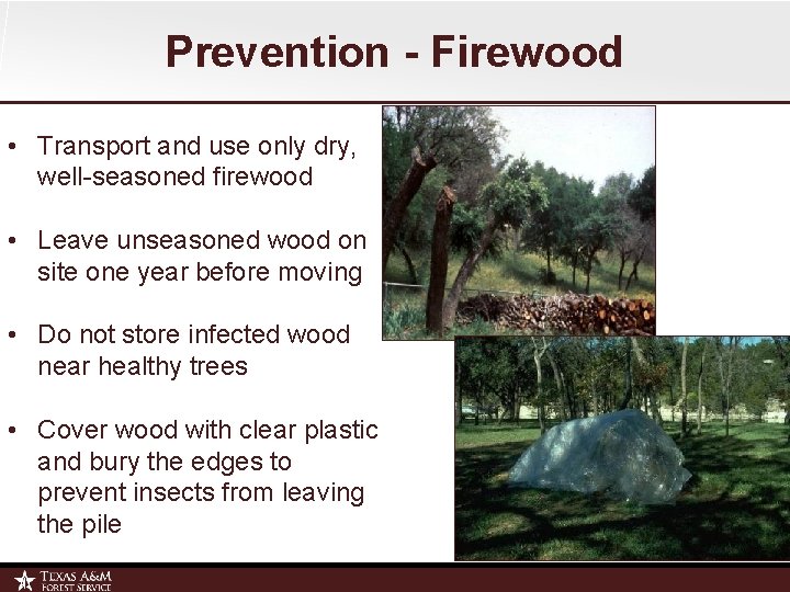 Prevention - Firewood • Transport and use only dry, well-seasoned firewood • Leave unseasoned