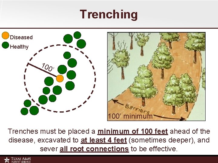 Trenching Diseased Healthy 100 ’ 100’ minimum Trenches must be placed a minimum of