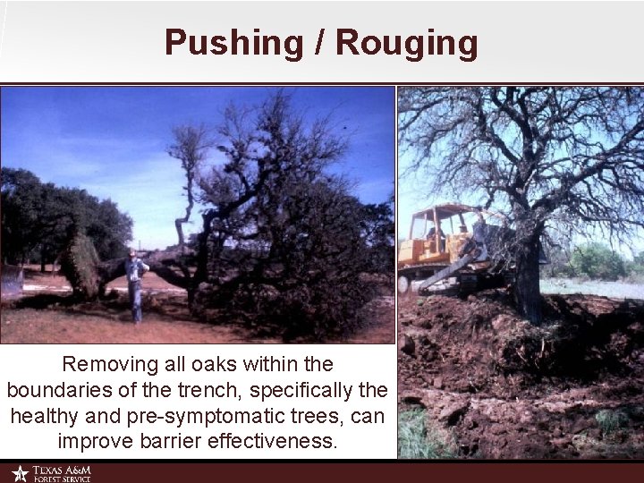 Pushing / Rouging Removing all oaks within the boundaries of the trench, specifically the