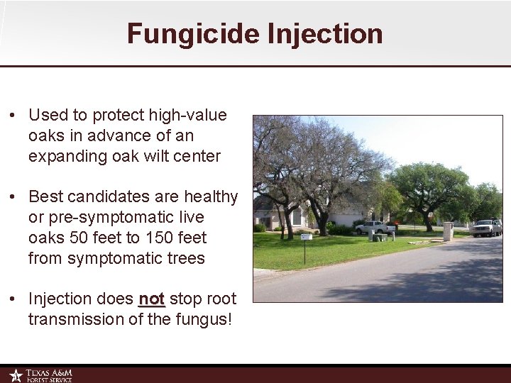 Fungicide Injection • Used to protect high-value oaks in advance of an expanding oak