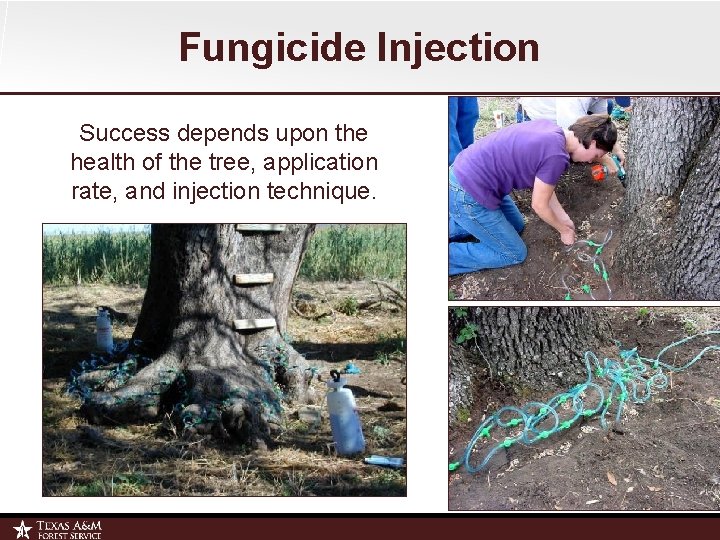 Fungicide Injection Success depends upon the health of the tree, application rate, and injection