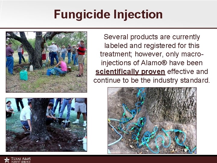 Fungicide Injection Several products are currently labeled and registered for this treatment; however, only