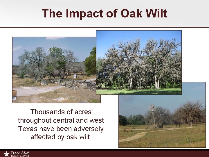 The Impact of Oak Wilt Thousands of acres throughout central and west Texas have