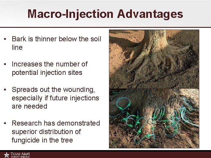 Macro-Injection Advantages • Bark is thinner below the soil line • Increases the number