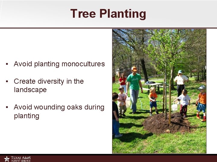 Tree Planting • Avoid planting monocultures • Create diversity in the landscape • Avoid
