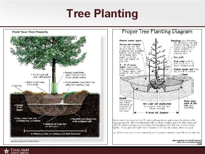 Tree Planting 