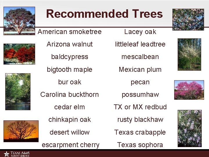 Recommended Trees American smoketree Lacey oak Arizona walnut littleleaf leadtree baldcypress mescalbean bigtooth maple