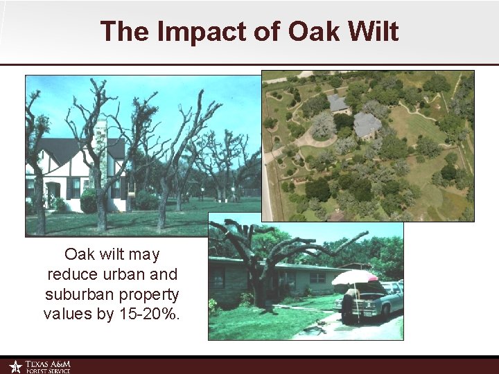 The Impact of Oak Wilt Oak wilt may reduce urban and suburban property values