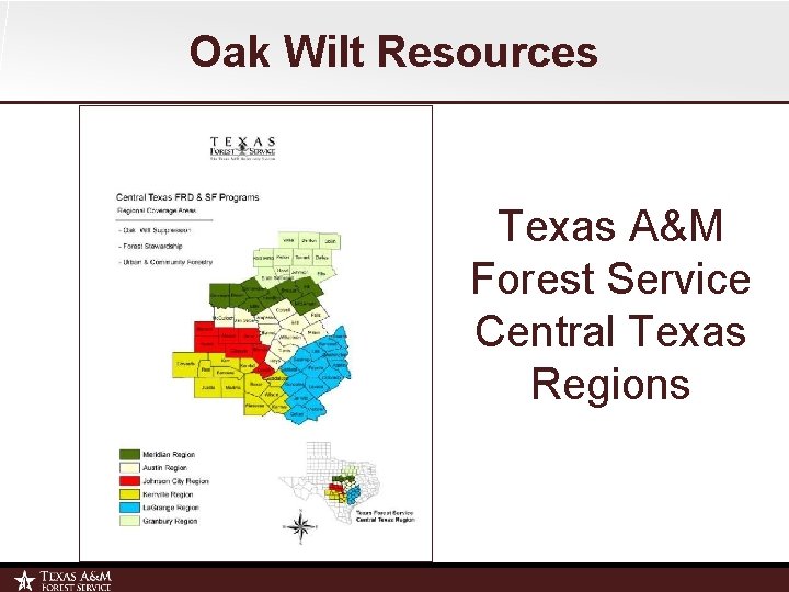 Oak Wilt Resources Texas A&M Forest Service Central Texas Regions 