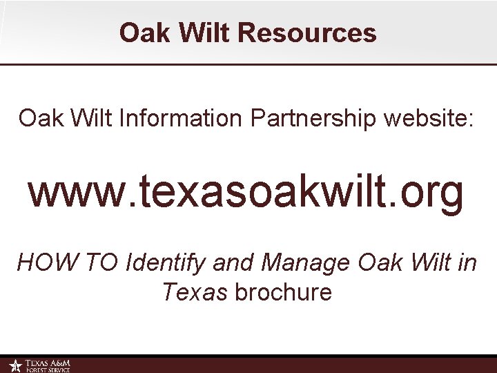 Oak Wilt Resources Oak Wilt Information Partnership website: www. texasoakwilt. org HOW TO Identify