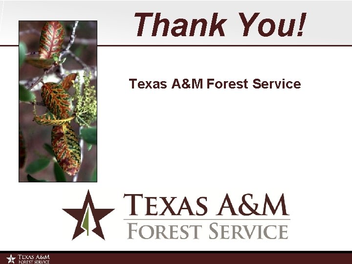 Thank You! Texas A&M Forest Service 