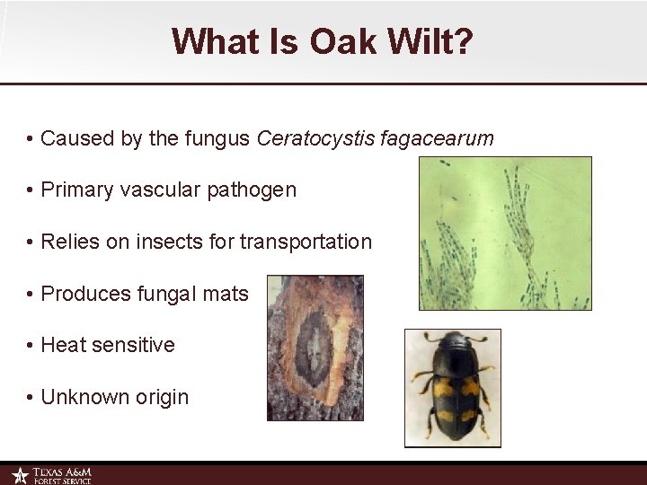 What Is Oak Wilt? • Caused by the fungus Ceratocystis fagacearum • Primary vascular