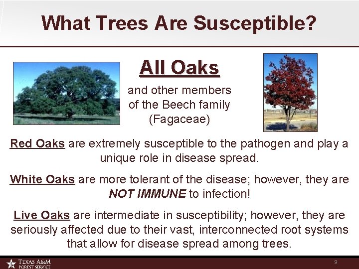 What Trees Are Susceptible? All Oaks and other members of the Beech family (Fagaceae)