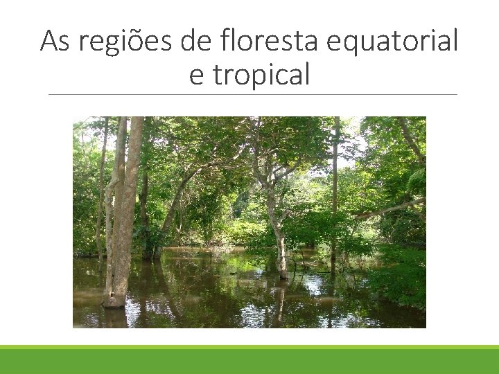 As regiões de floresta equatorial e tropical 