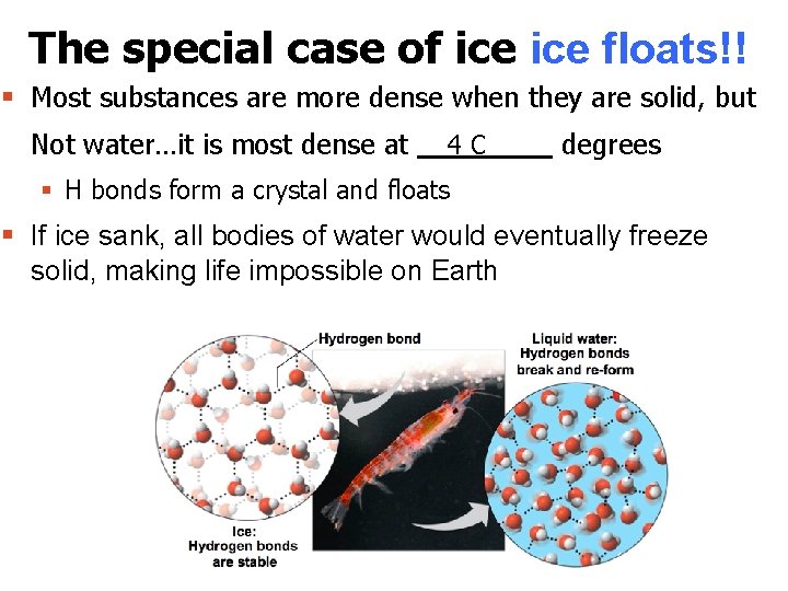 The special case of ice floats!! § Most substances are more dense when they