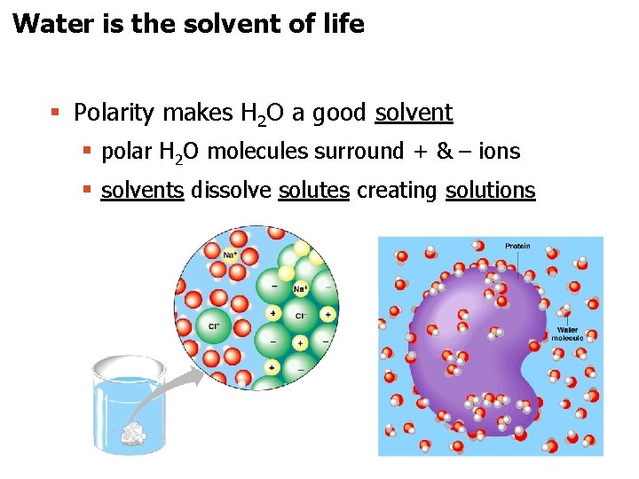 Water is the solvent of life § Polarity makes H 2 O a good