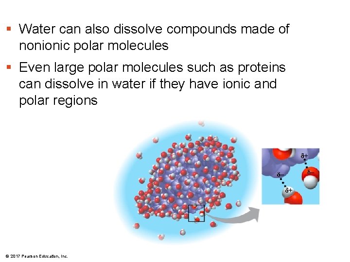 § Water can also dissolve compounds made of nonionic polar molecules § Even large