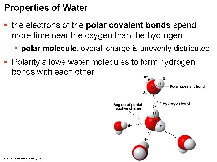 Properties of Water § the electrons of the polar covalent bonds spend more time