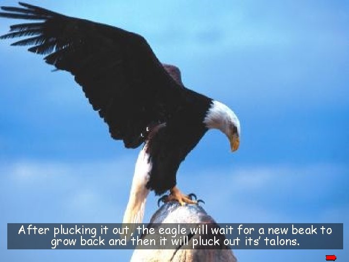 After plucking it out, the eagle will wait for a new beak to grow