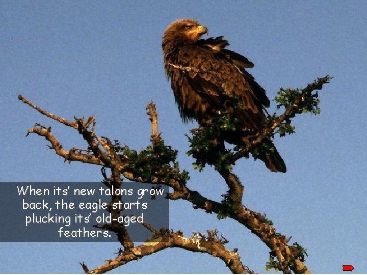 When its’ new talons grow back, the eagle starts plucking its’ old-aged feathers. 