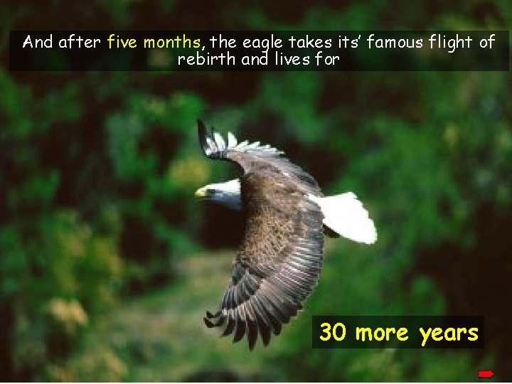 And after five months, the eagle takes its’ famous flight of rebirth and lives