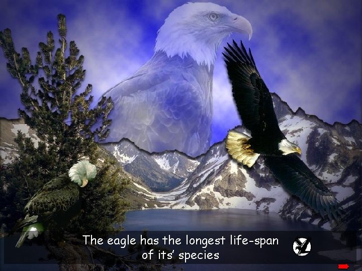 The eagle has the longest life-span of its’ species 