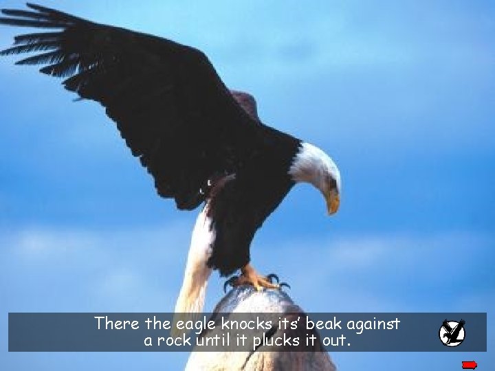 There the eagle knocks its’ beak against a rock until it plucks it out.