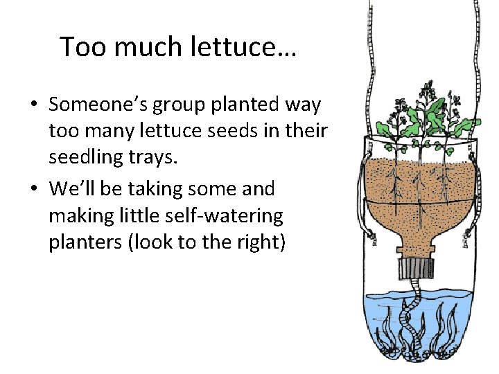 Too much lettuce… • Someone’s group planted way too many lettuce seeds in their