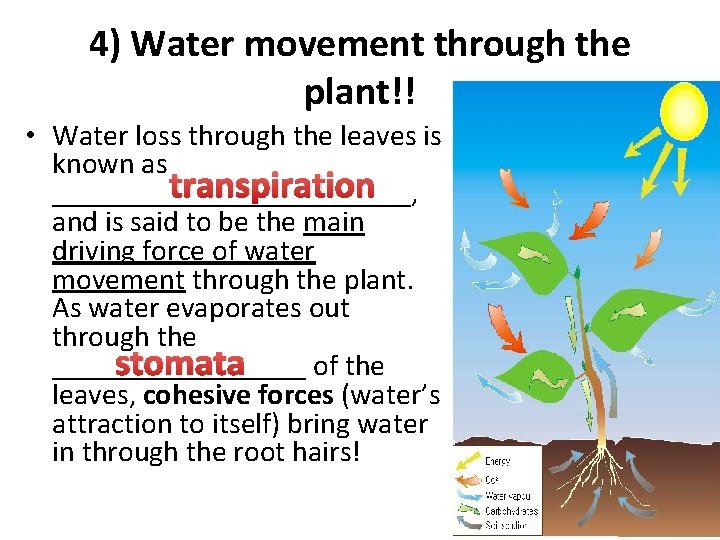 4) Water movement through the plant!! • Water loss through the leaves is known