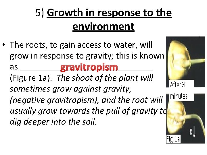 5) Growth in response to the environment • The roots, to gain access to