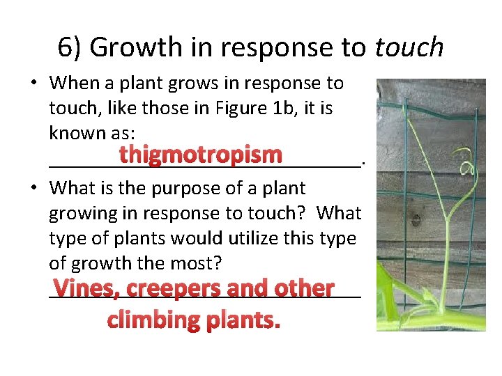 6) Growth in response to touch • When a plant grows in response to