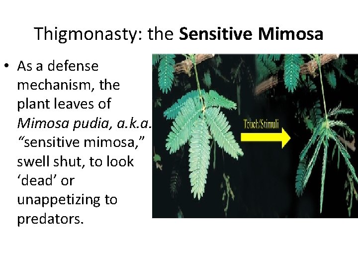 Thigmonasty: the Sensitive Mimosa • As a defense mechanism, the plant leaves of Mimosa