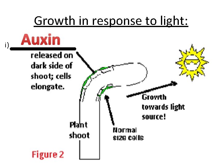 Growth in response to light: Auxin 