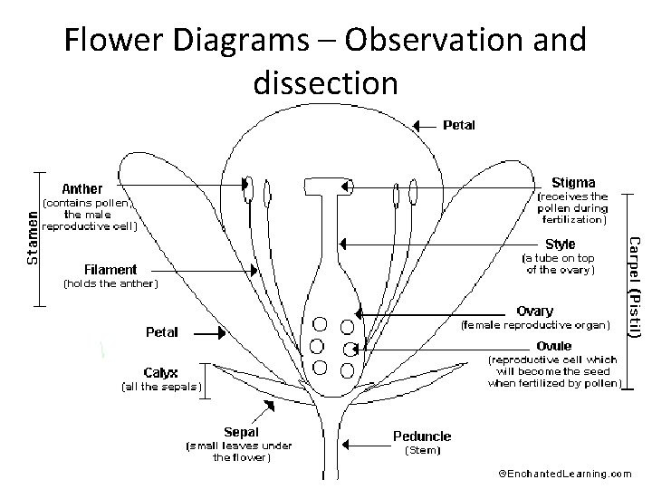 Flower Diagrams – Observation and dissection 