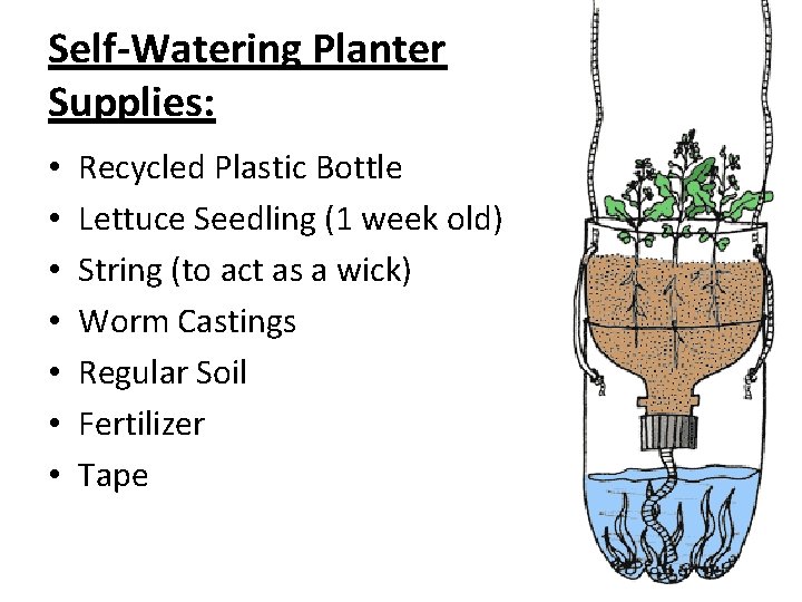 Self-Watering Planter Supplies: • • Recycled Plastic Bottle Lettuce Seedling (1 week old) String