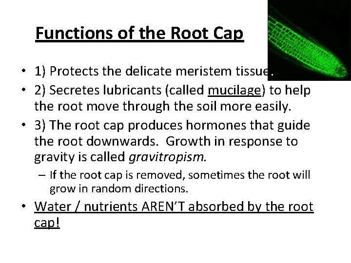 Functions of the Root Cap • 1) Protects the delicate meristem tissue. • 2)