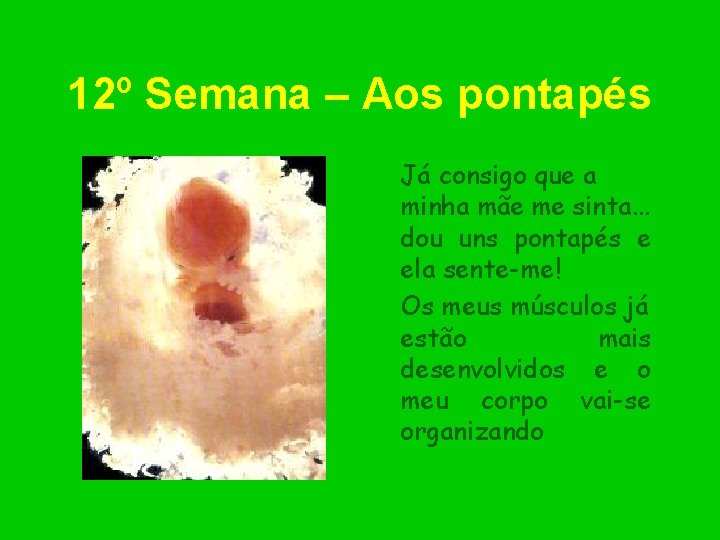 12º Semana – Aos pontapés Já consigo que a minha mãe me sinta. .