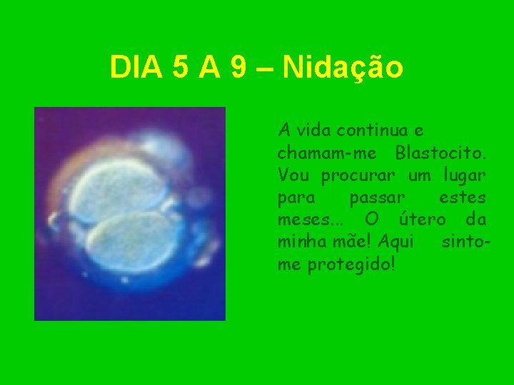 DIA 5 A 9 – Nidação A vida continua e chamam-me Blastocito. Vou procurar