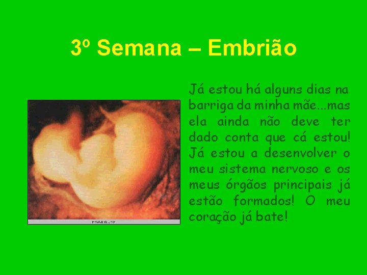 3º Semana – Embrião Já estou há alguns dias na barriga da minha mãe.