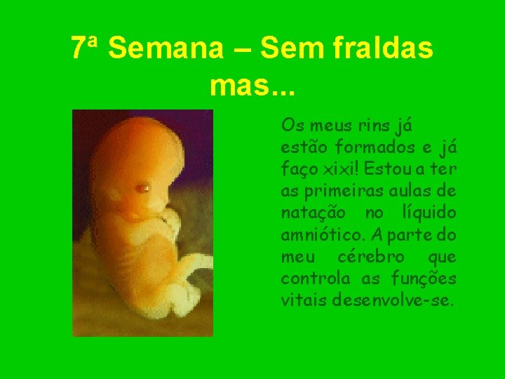 7ª Semana – Sem fraldas mas. . . Os meus rins já estão formados