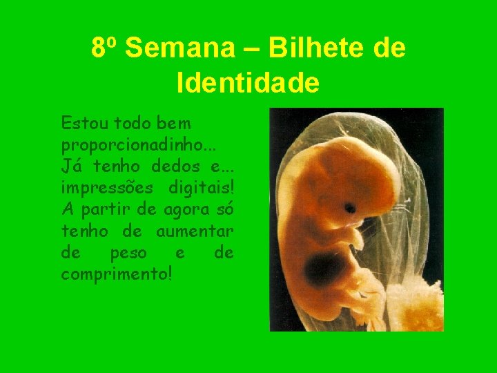 8º Semana – Bilhete de Identidade Estou todo bem proporcionadinho. . . Já tenho