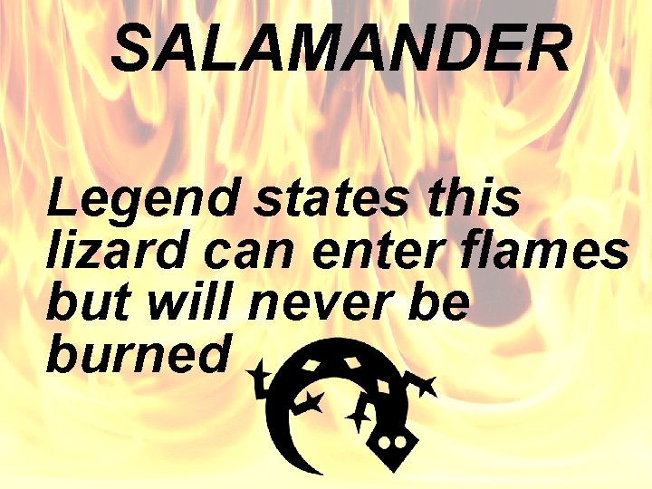 SALAMANDER Legend states this lizard can enter flames but will never be burned 