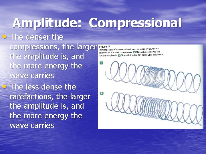 Amplitude: Compressional • The denser the • compressions, the larger the amplitude is, and