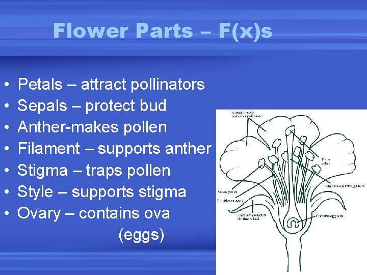 Flower Parts – F(x)s • • Petals – attract pollinators Sepals – protect bud