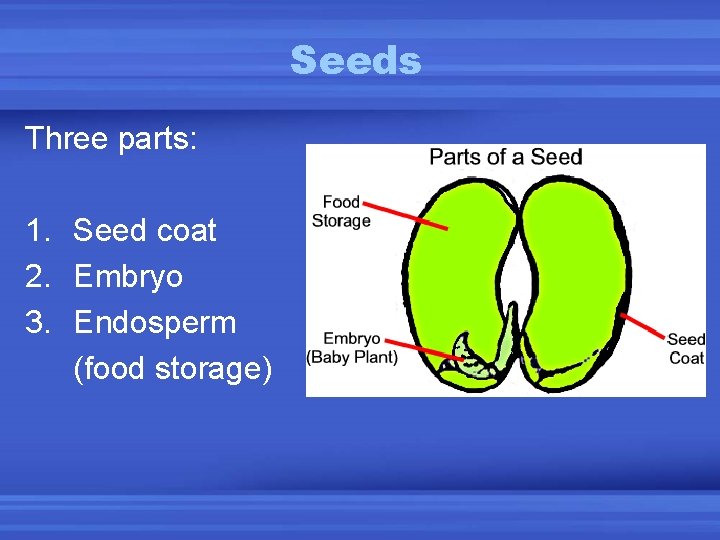 Seeds Three parts: 1. Seed coat 2. Embryo 3. Endosperm (food storage) 